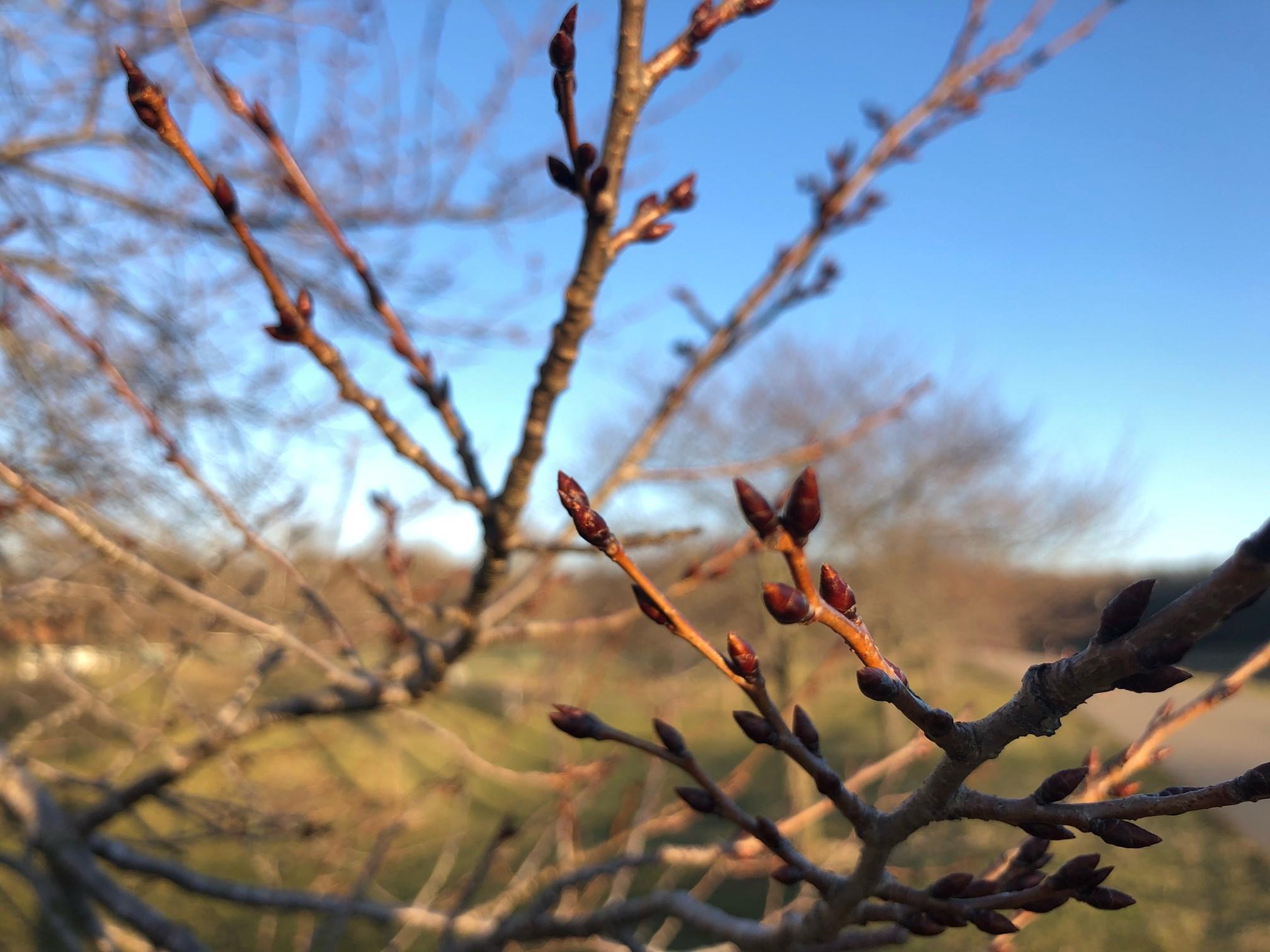 Up close picture of cherry tree buds before blossoming on March 3rd. 