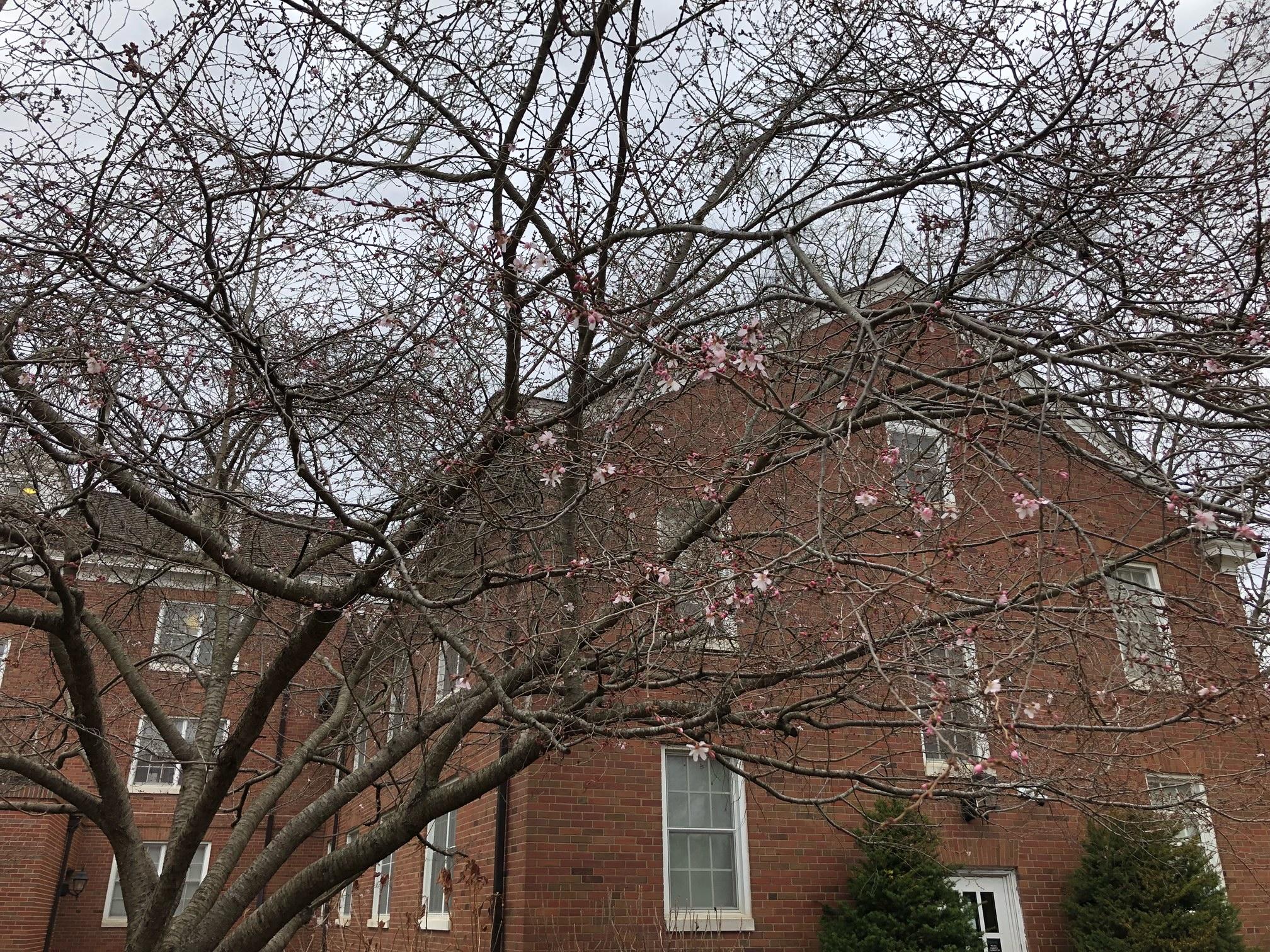 Start of cherry tree blossoms on East Green