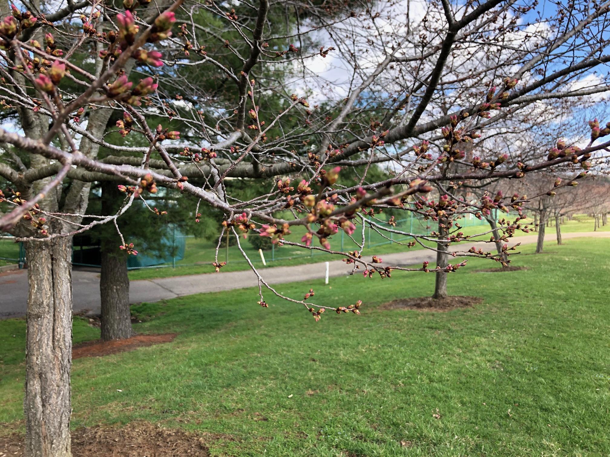 Pink cherry tree buds along the bike path
