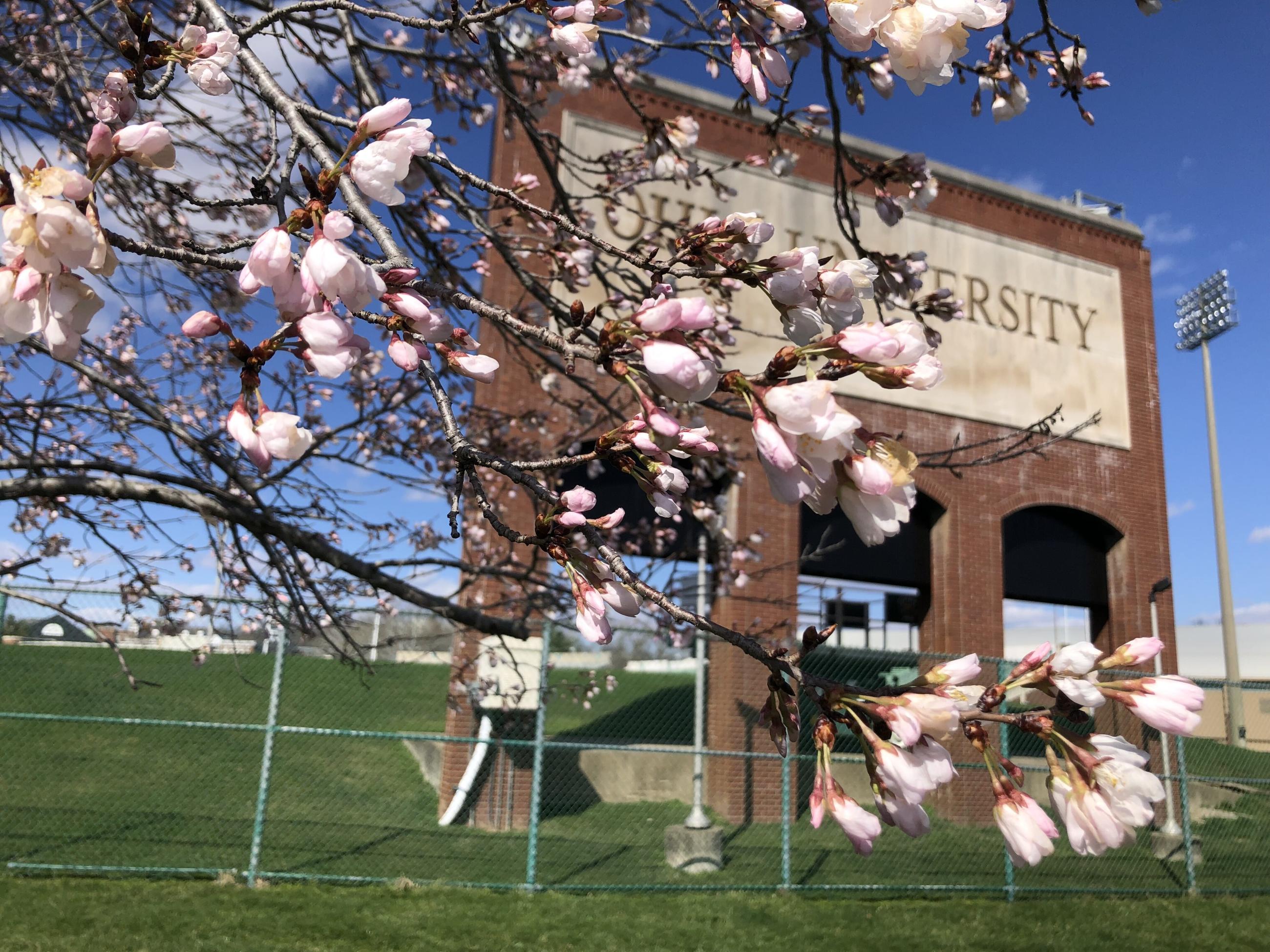 Up close cherry tree blossoms beginning to bloom by Peden Stadium