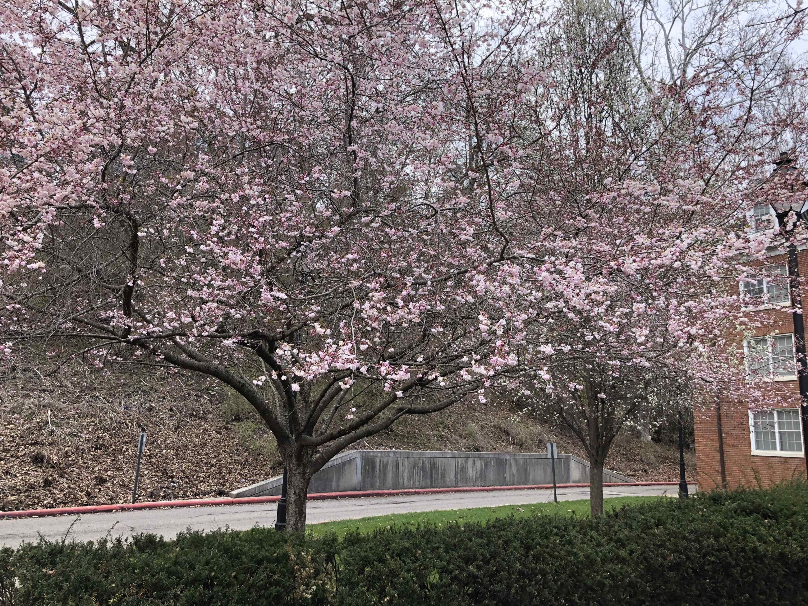Cherry tree blossoms on East Green