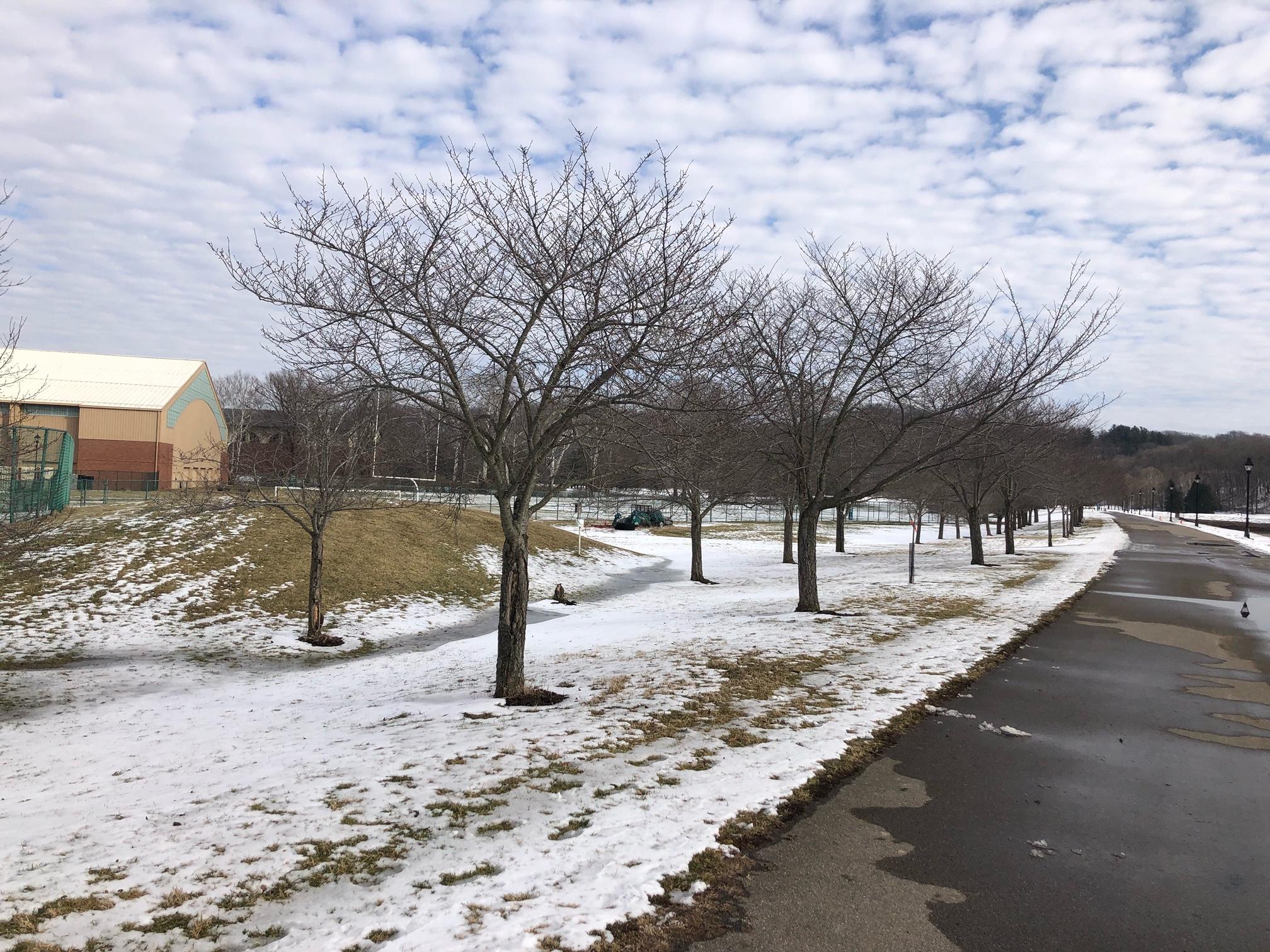 Bare cherry trees along the bike path with light snow on the ground