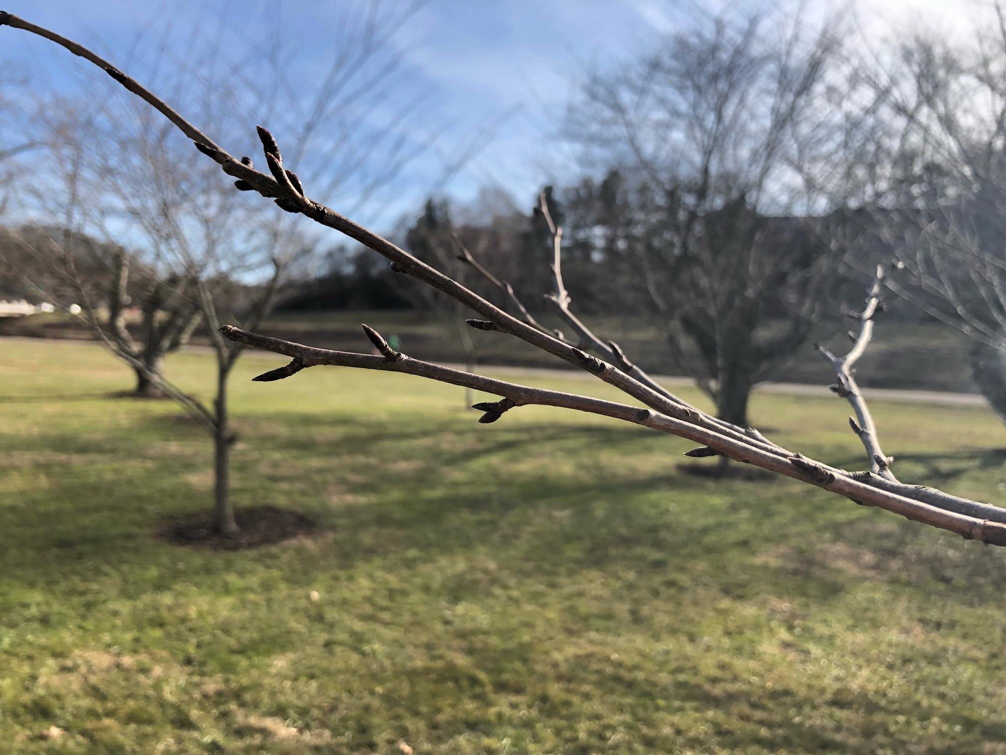 Buds starting to form on an up-close cherry tree branch
