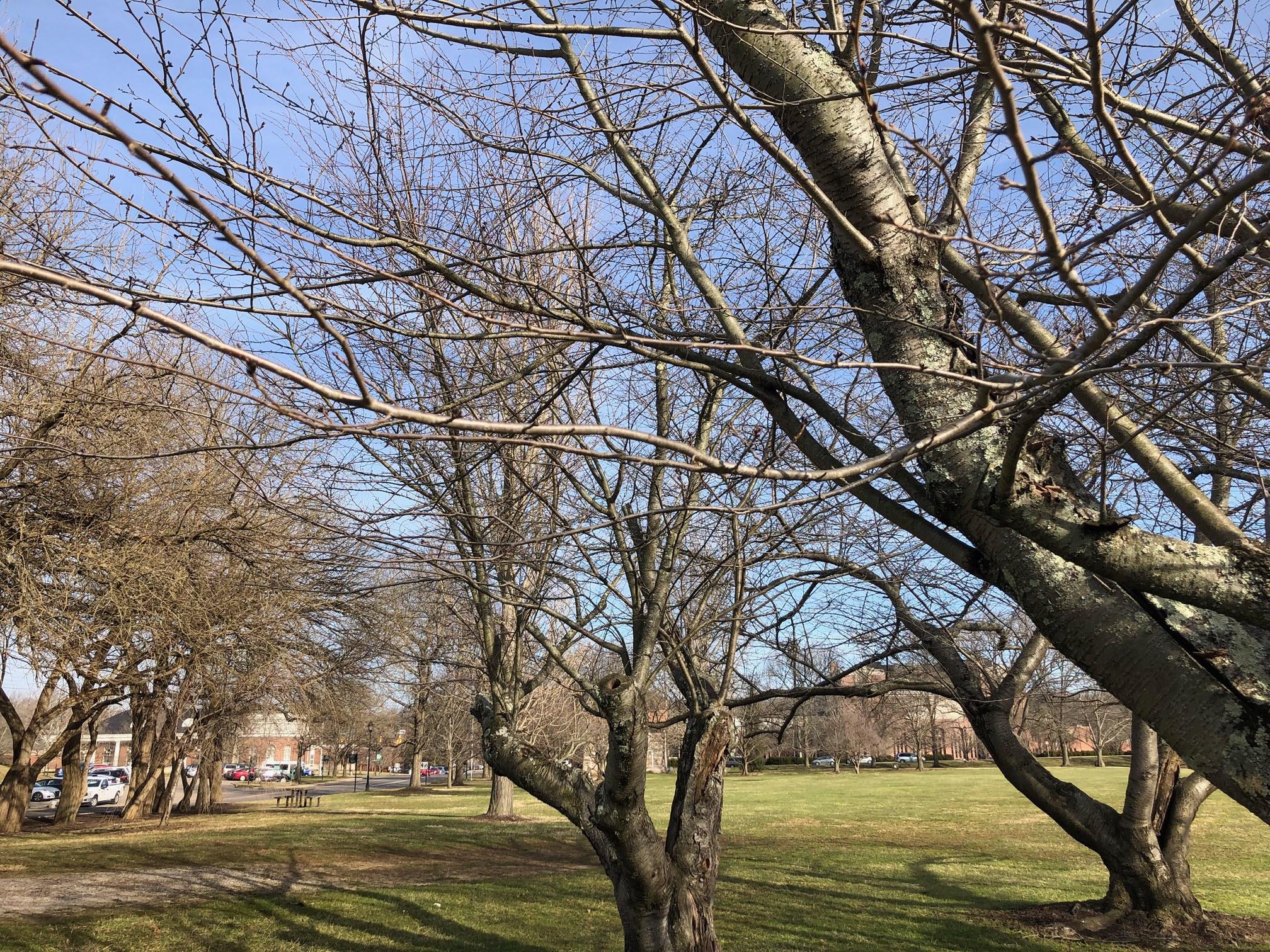 Bare cherry trees on campus with buds starting to form