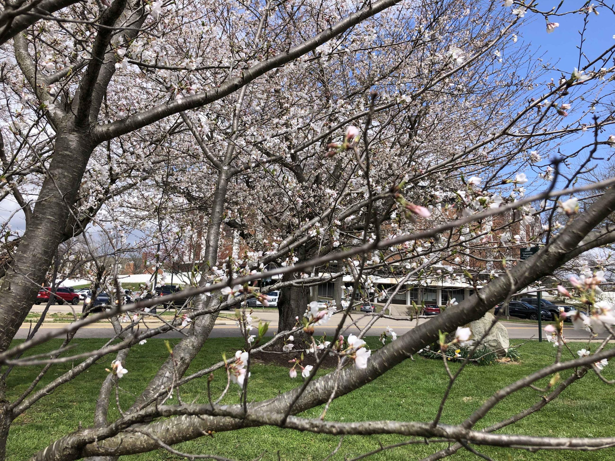 Cherry tree blossoms near the Convo
