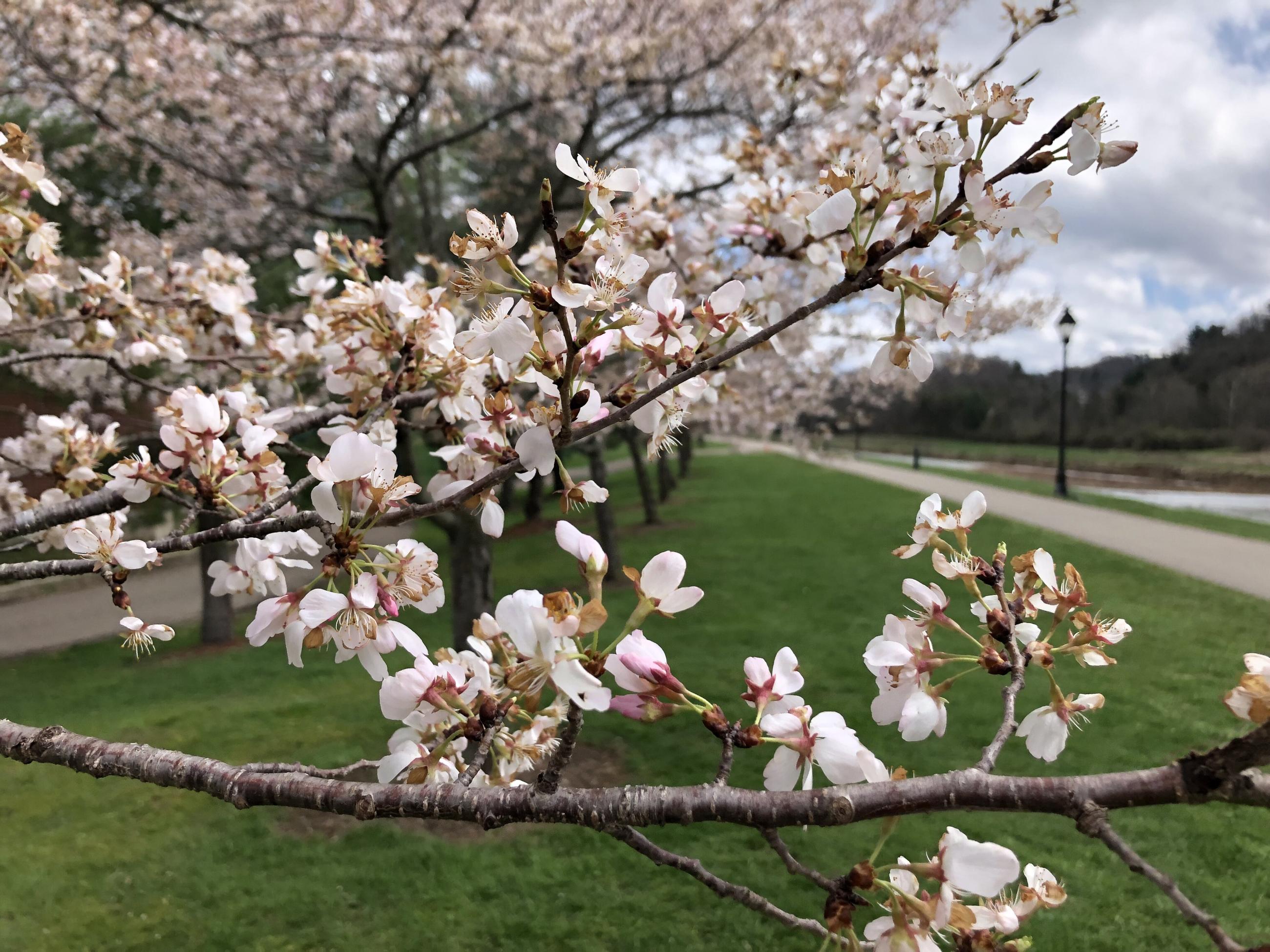 Cherry tree blossoms along the bike path