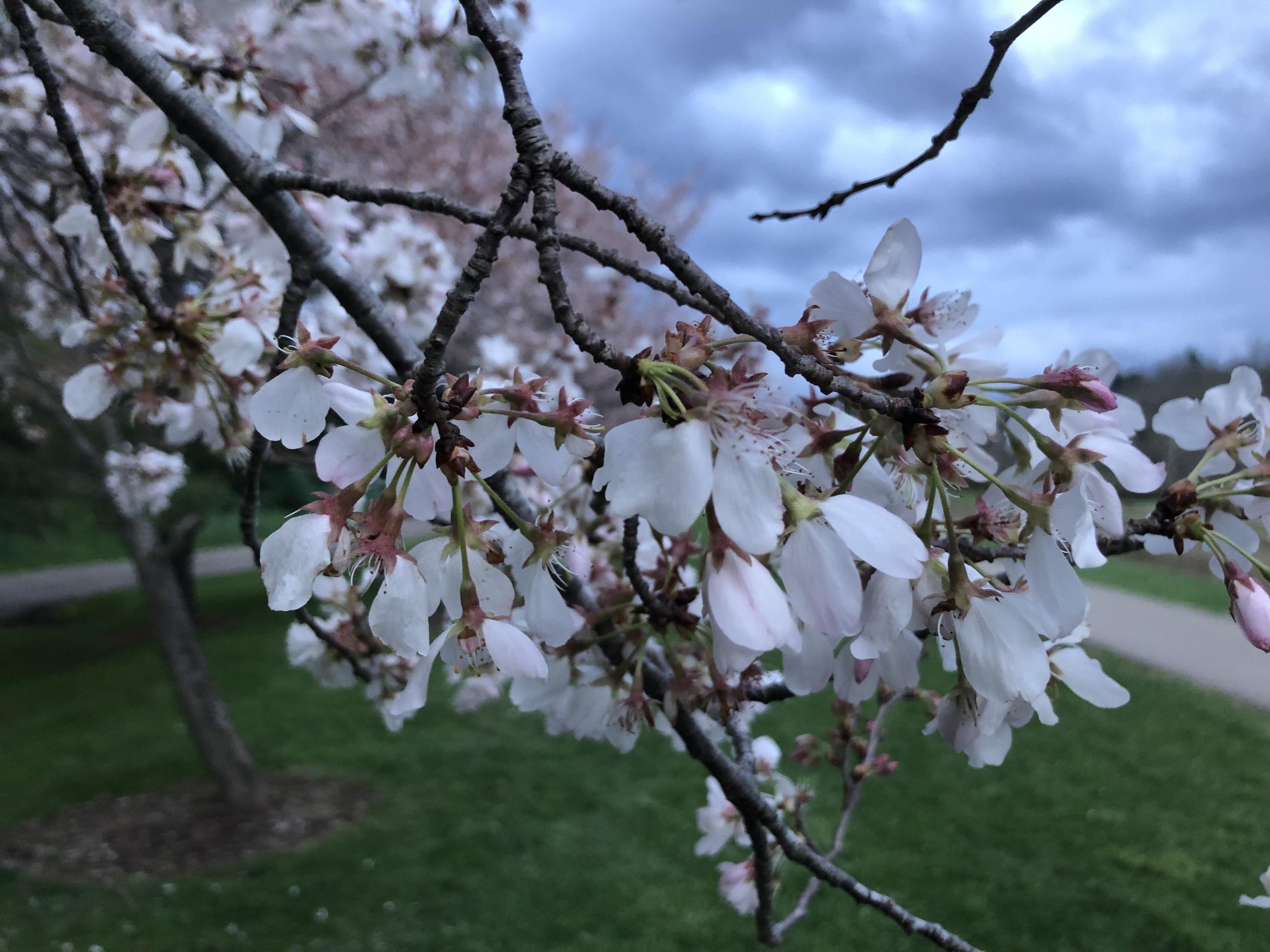 Up-close picture of cherry tree branch with blossoms around dusk