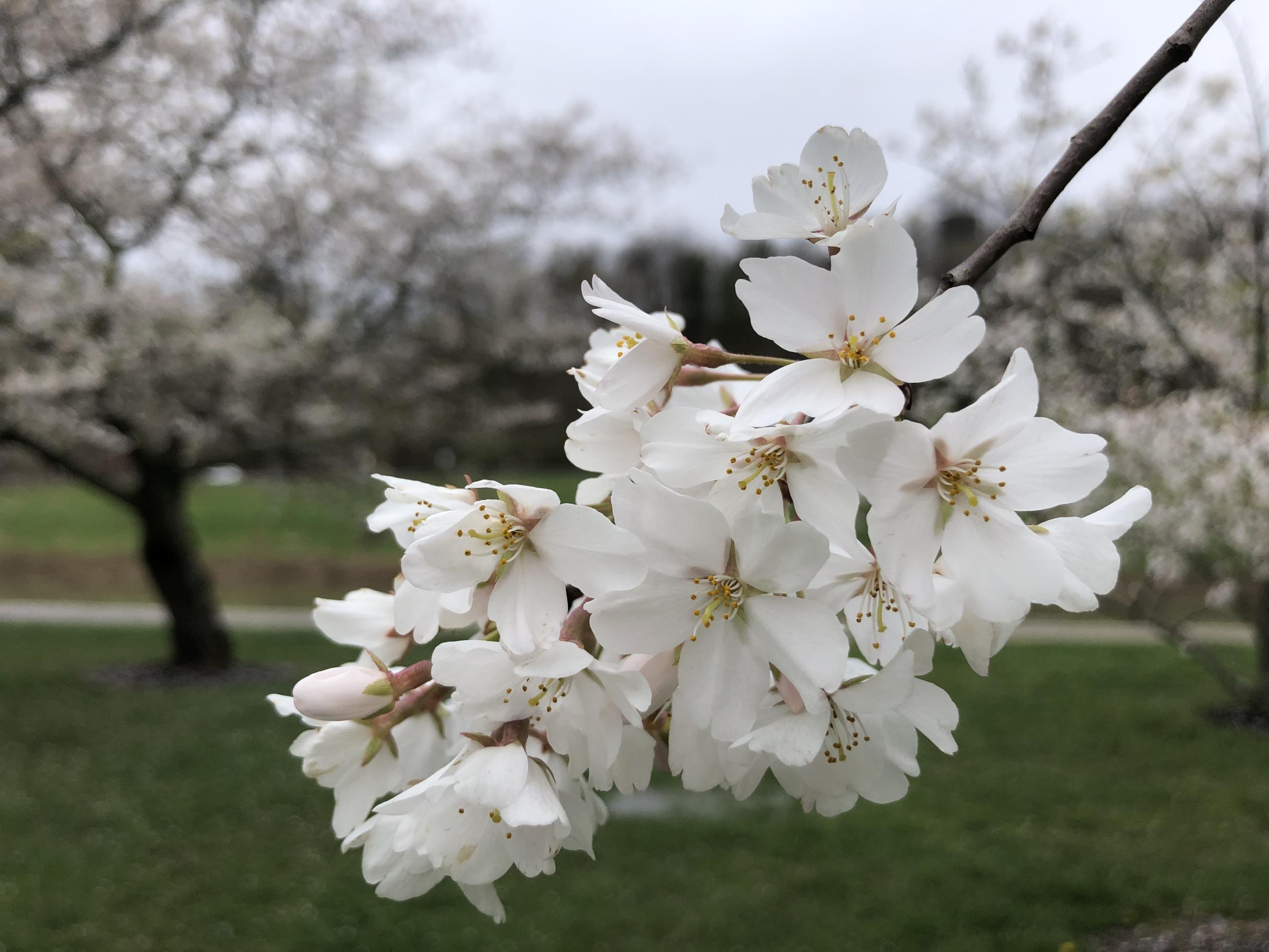 Up-close picture of cherry tree branch with blossoms
