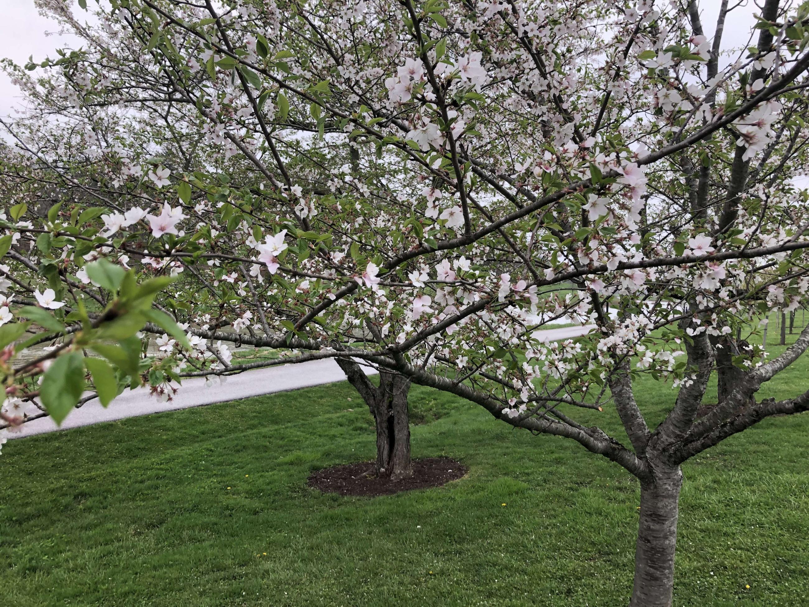 Cherry tree blossoms along the bike path beginning to turn green
