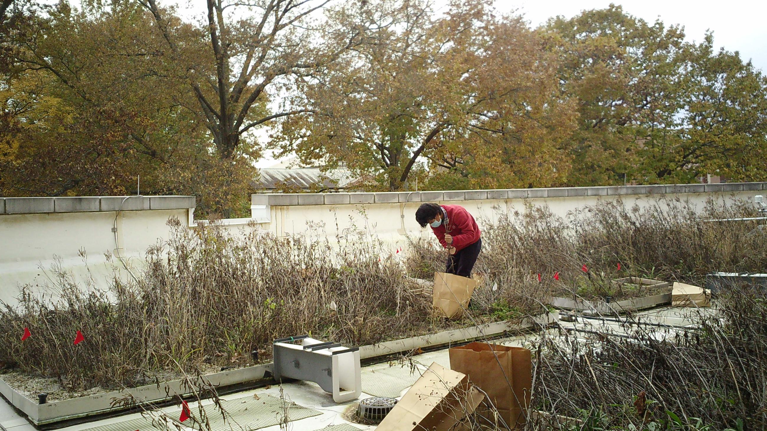 A researched crouches in one of the planted beds on the Schoonover green roof.