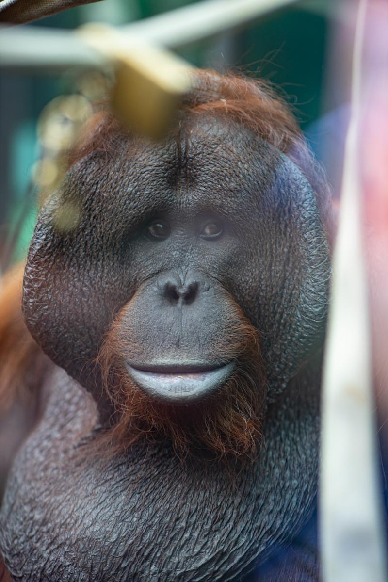 Cleveland, Ohio: Pictured is an orangutan. Humans share approximately 96.4% of their DNA with the spectacualr orangutan species. Illegal logging inside of protected areas have caused a major threat to the survival of orangutans causing all three species of orangutans to be endangered. 
