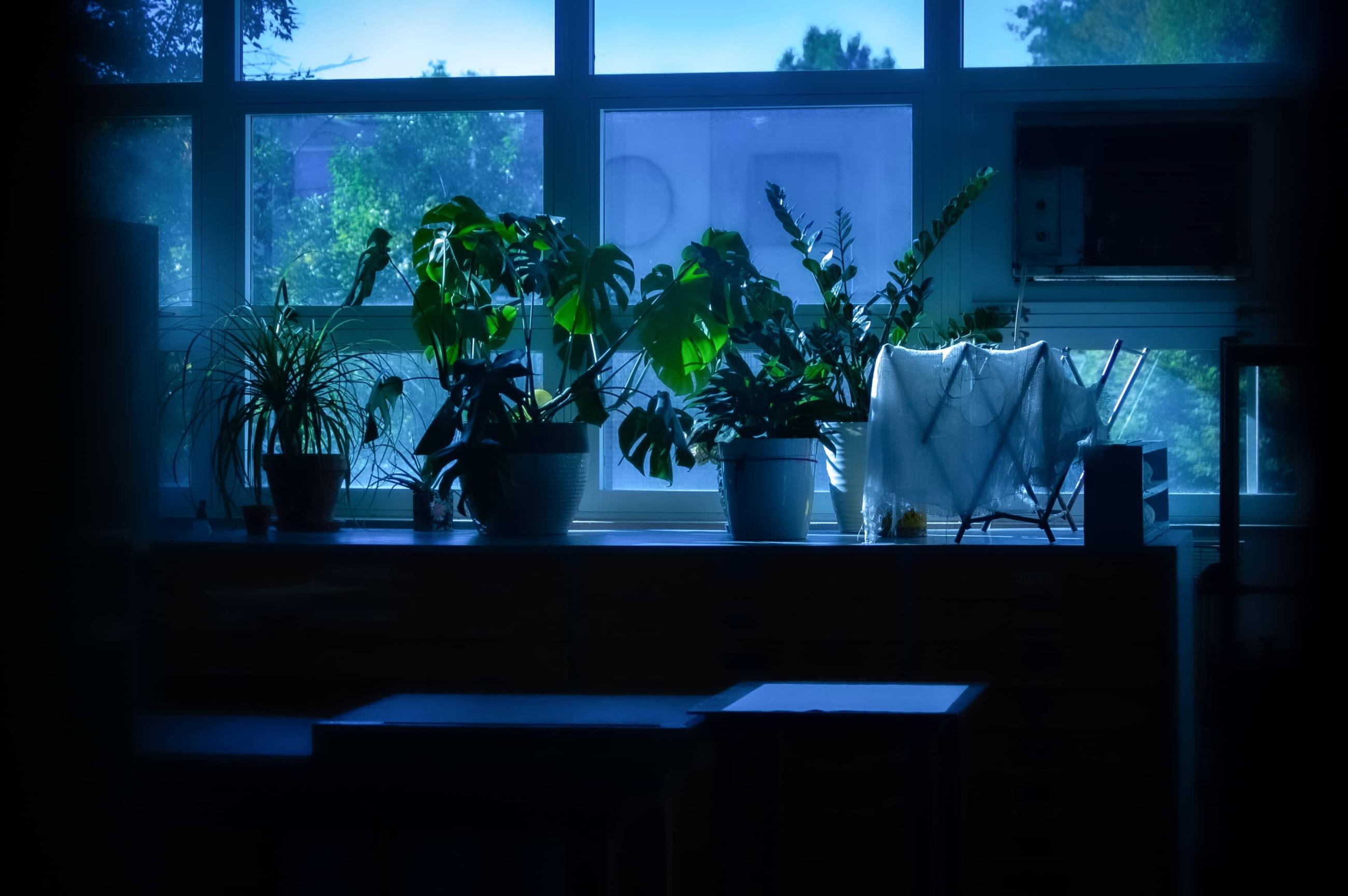 Siegfried Hall: Several plants sitting in front of a window, a rack with tattered cheesecloth sits next to them, and a storage cabinet underneath.