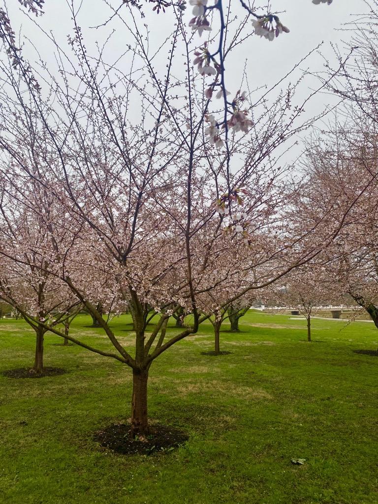 20230324 cherry Trees blooming