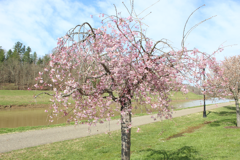 20230403 cherry trees