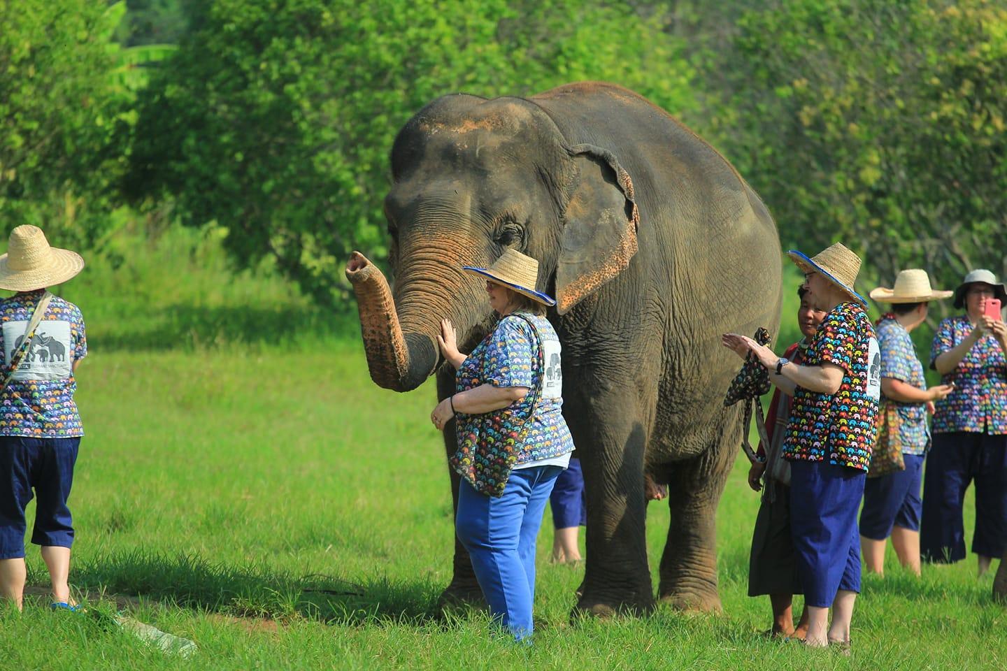 A group of 6 people wearing straw hats and light clothing are standing next to an elephant. The woman in the center is petting the elephant's trunk.