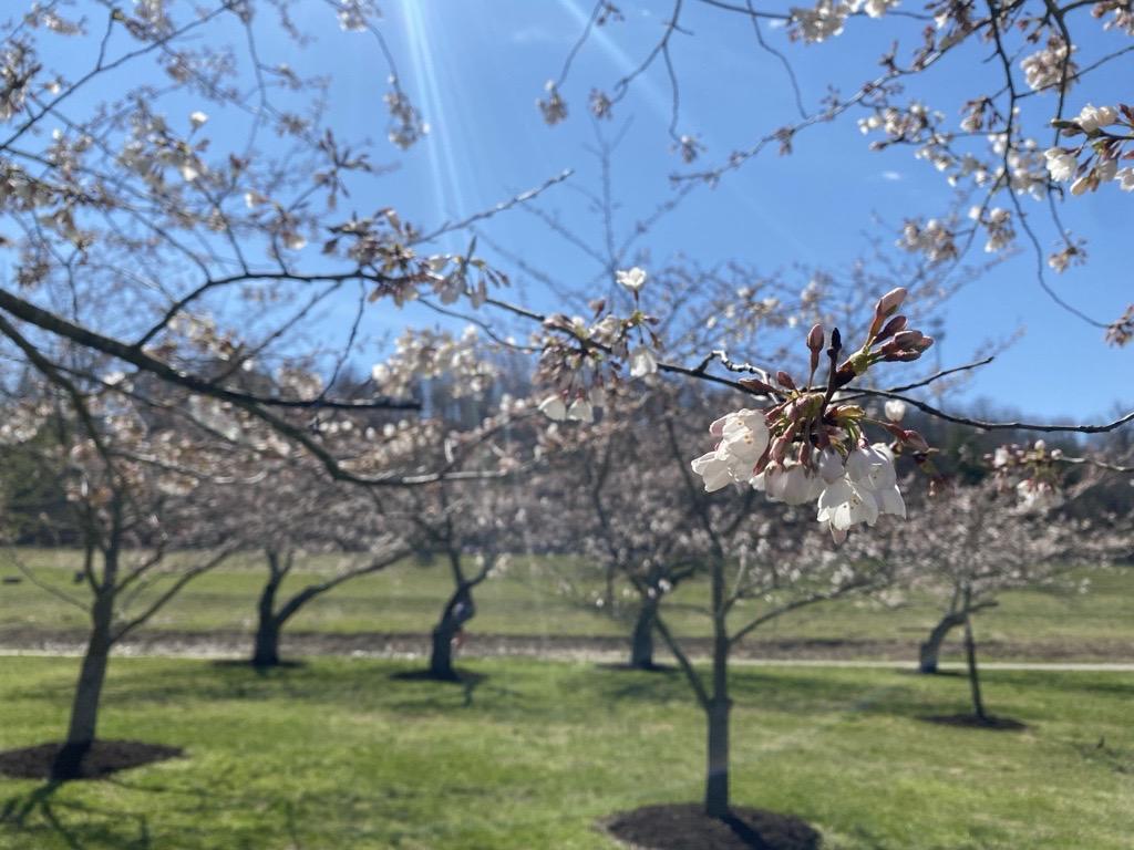 20240321 cherry tree blossom