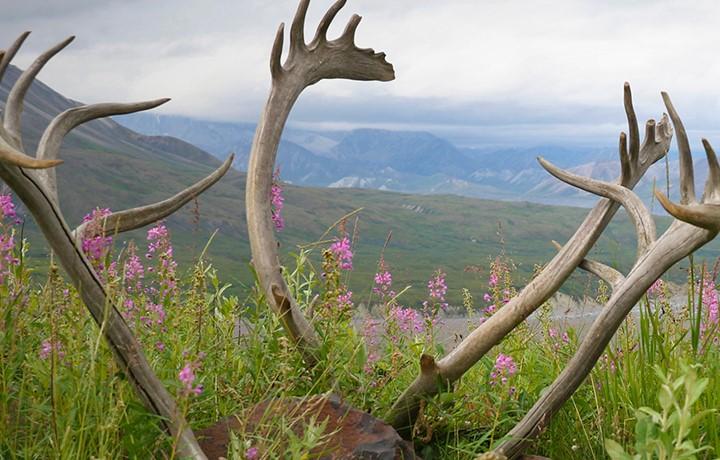 Moose antlers close up with beautiful snowy mountains in the background.