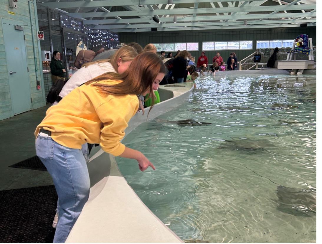 Student leaning over a pool to pet stingrays at the Zoo