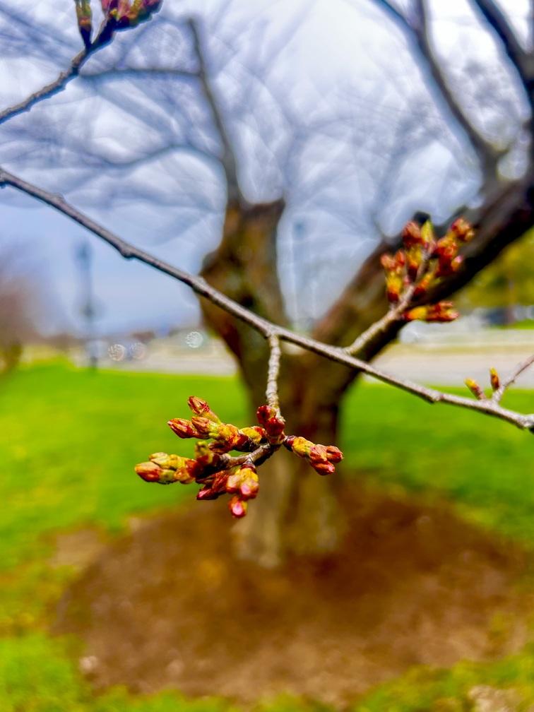 Cherry blossom close up