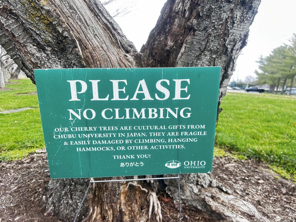 No tree climbing
