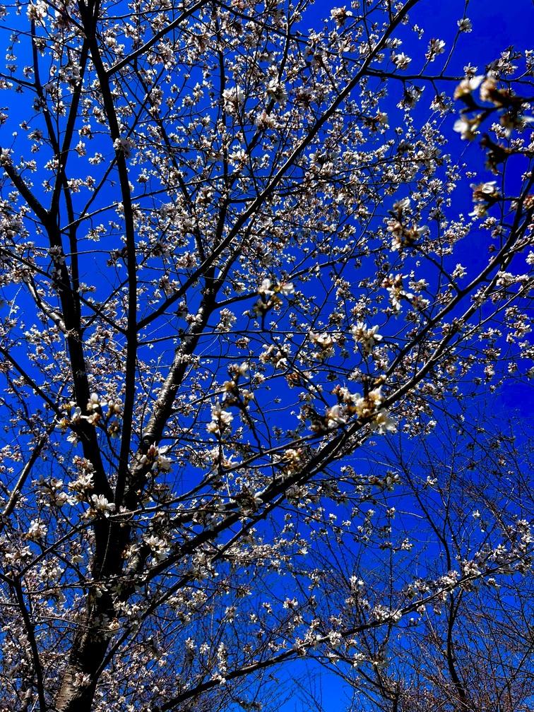 white cherry tree