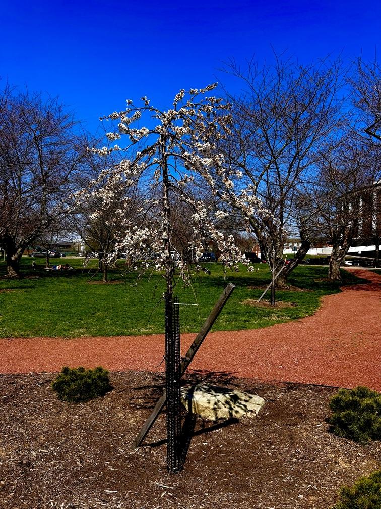 President Maeshimas gift