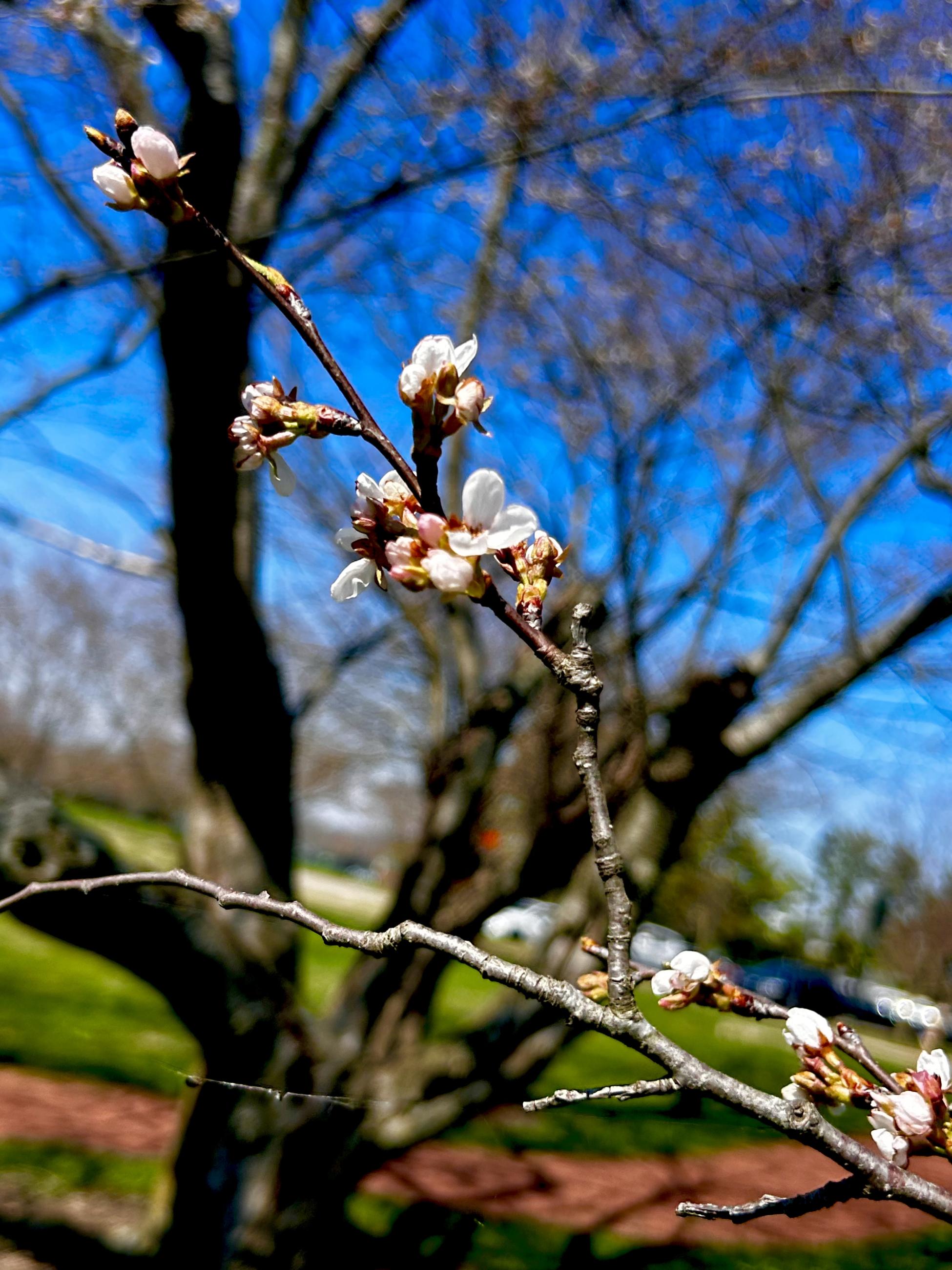 close up white bud