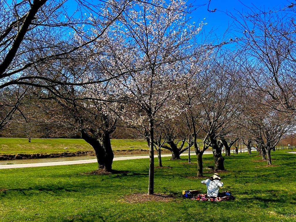 woman enjoying the blossoms