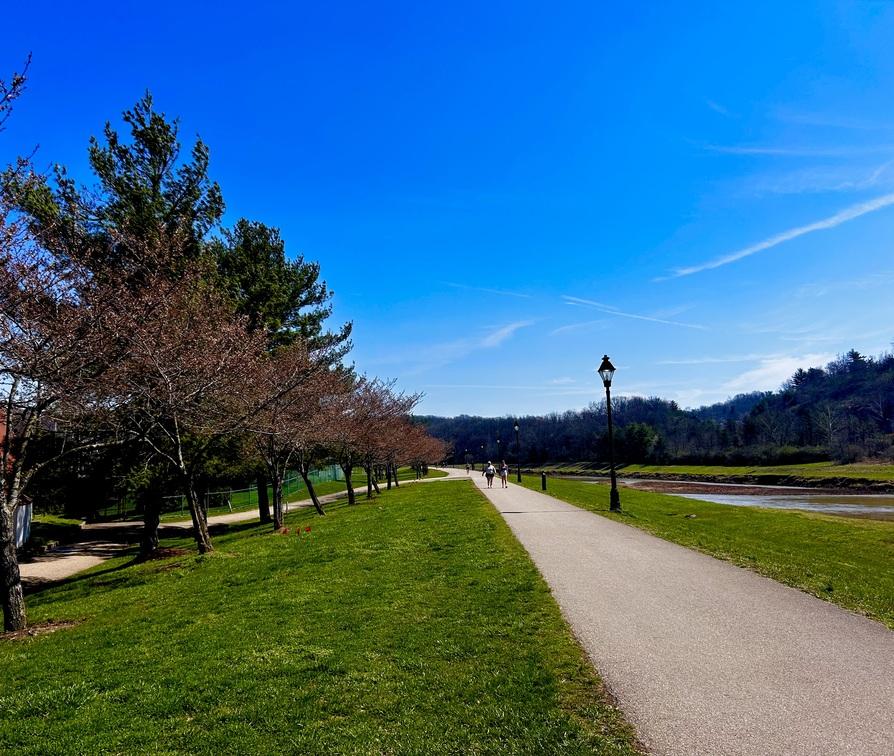 trees along the hocking