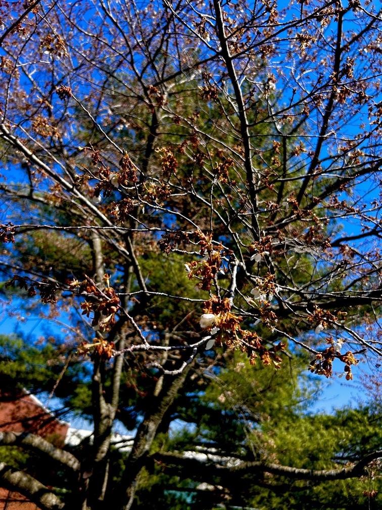 buds beside the river