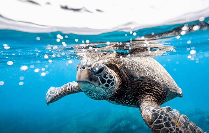 Sea Turtle swimming in Ocean