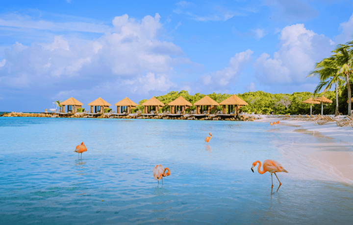 five flamingos standing at beach