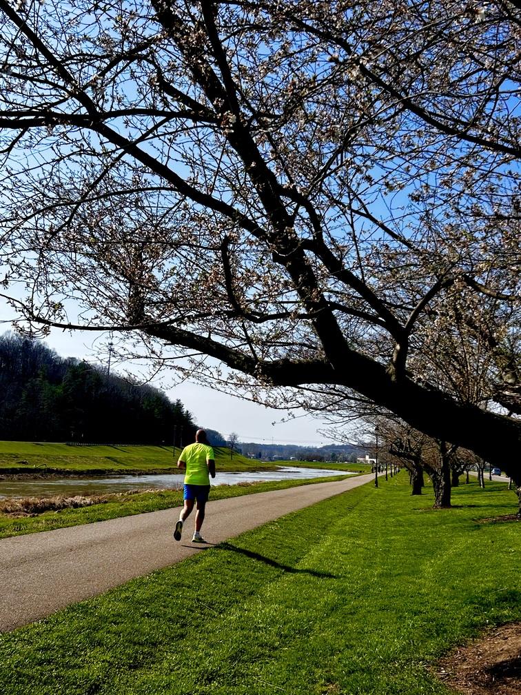 Taking a jog underneath the blossoms!
