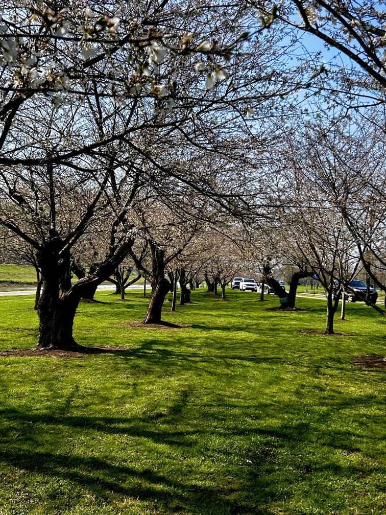 Cherry blossom grove
