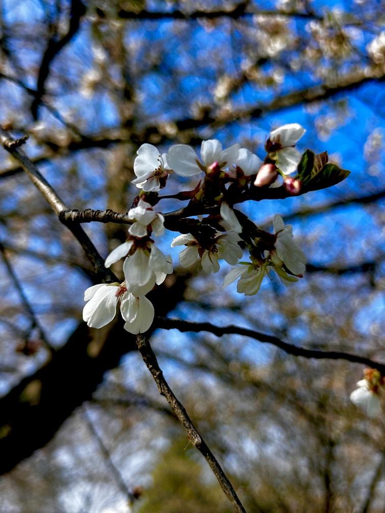 close up white blossom