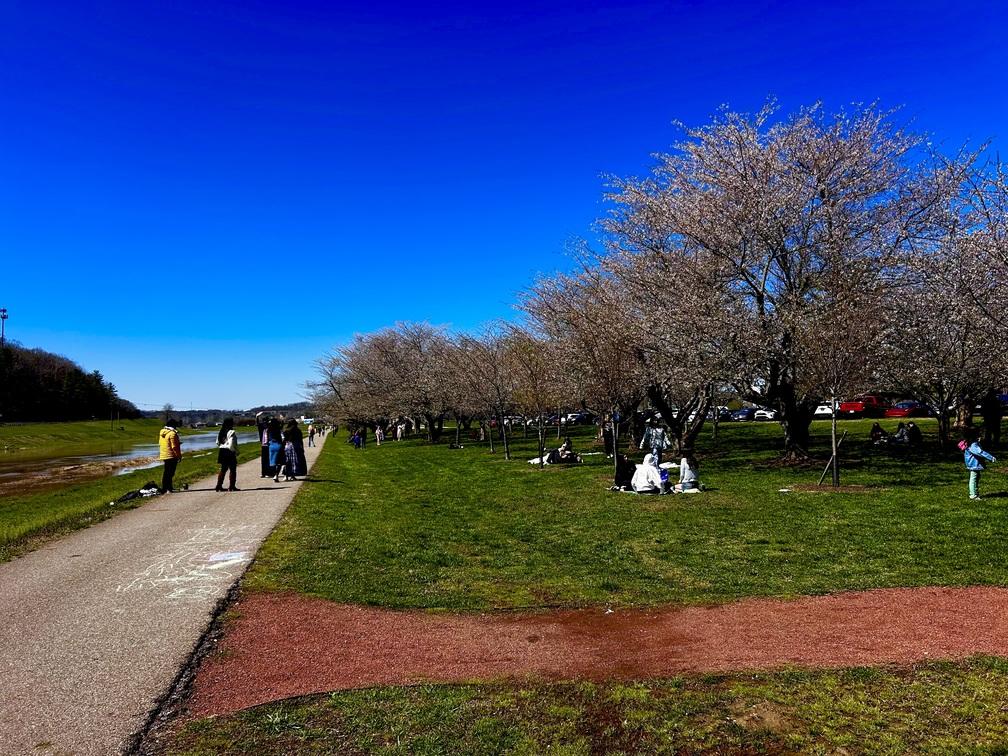 cherry trees along the bike path