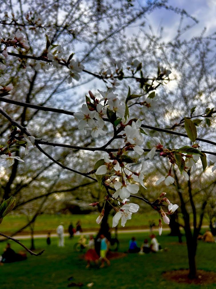 close up white blossoms