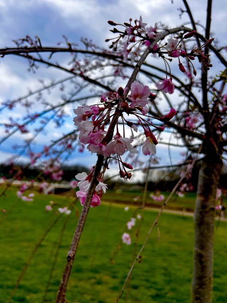 close up pink blossom