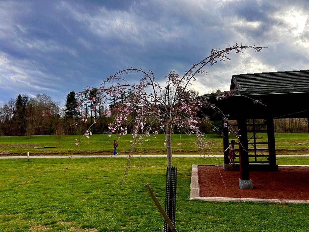 Welcome to OHIO little tree!