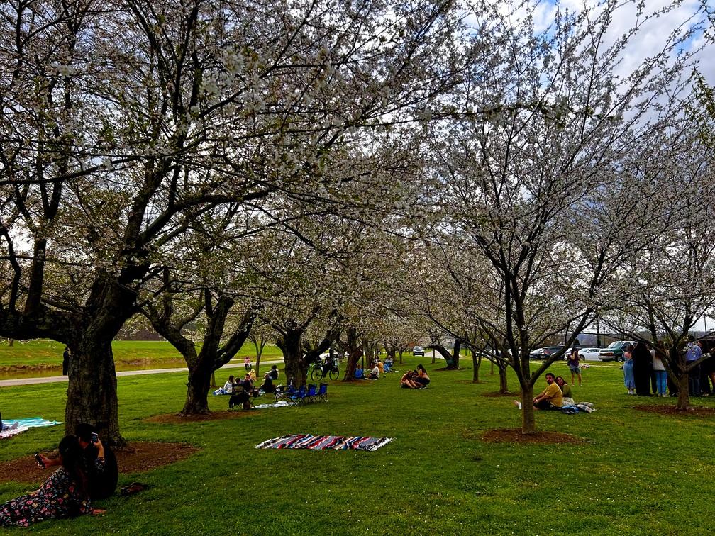 White cherry tree grove