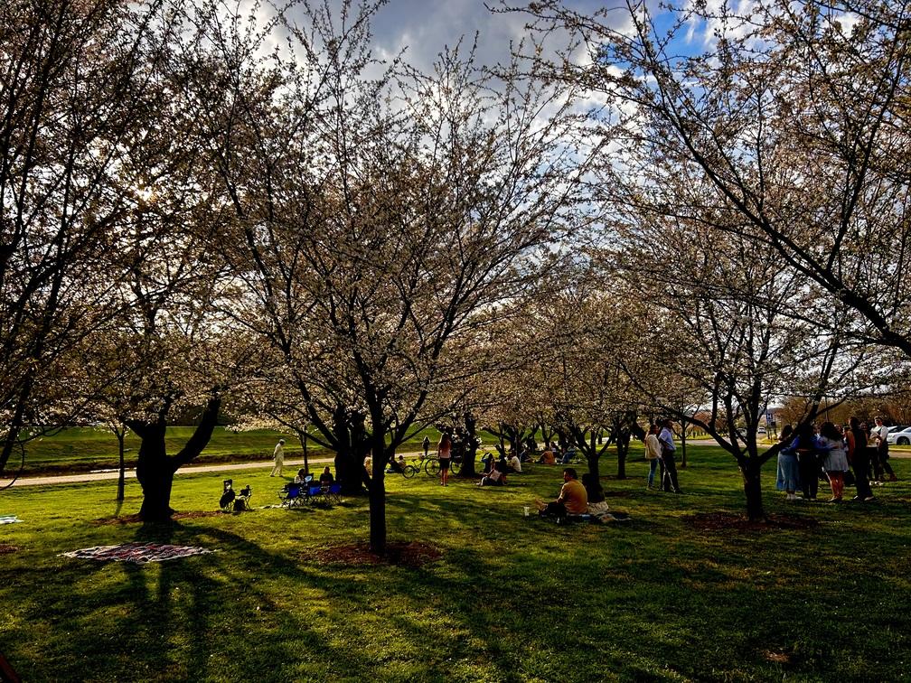 White grove with sunlight