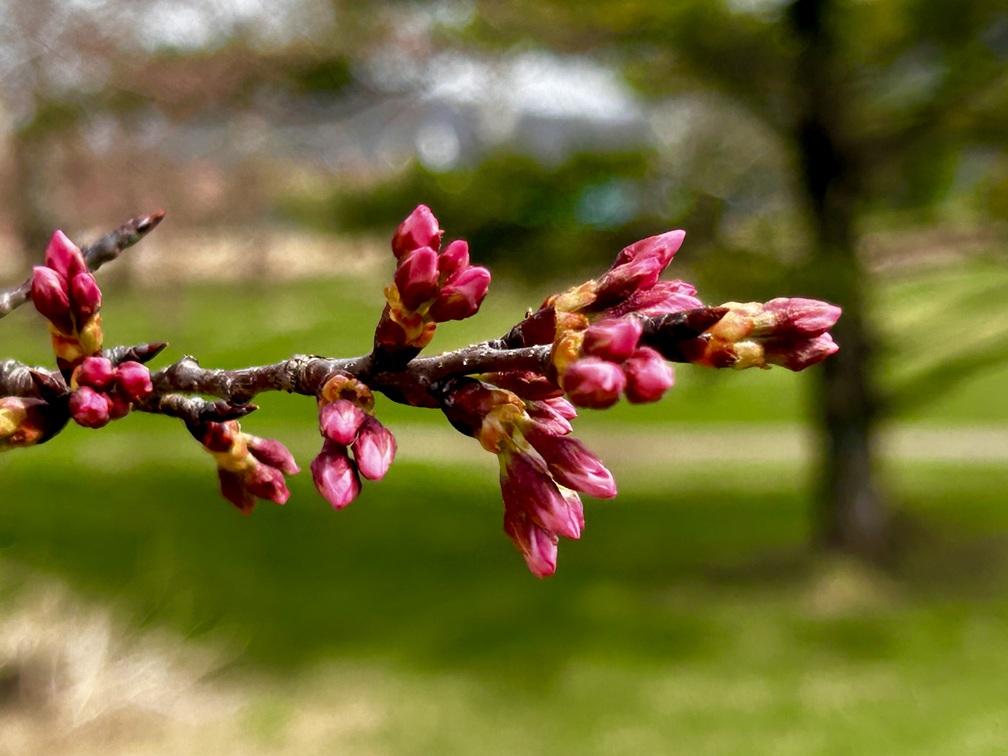 2026 cherry bud up close 