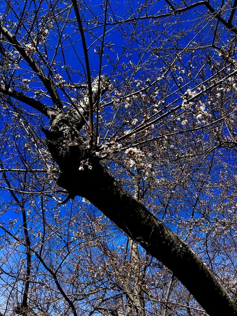 tree branch with buds