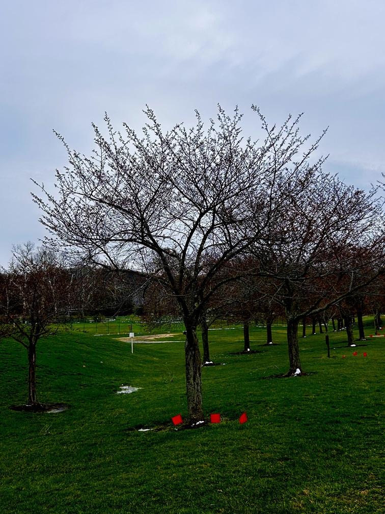 Trees along the golf course
