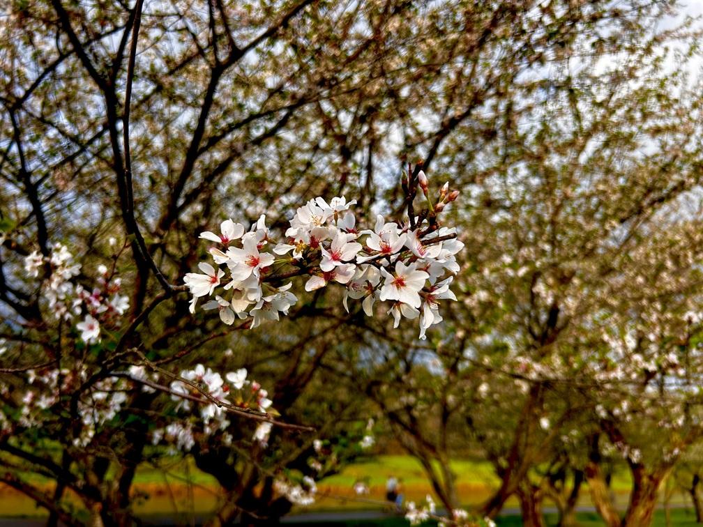 close up white blossoms