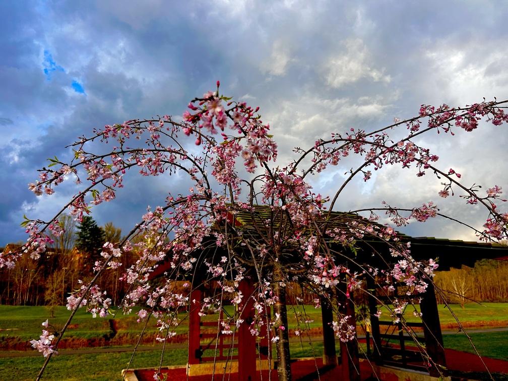 close up pink blossoms