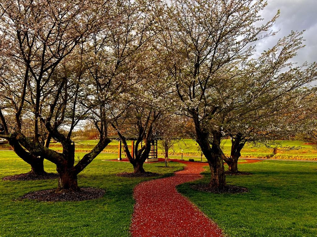 petals on walkway