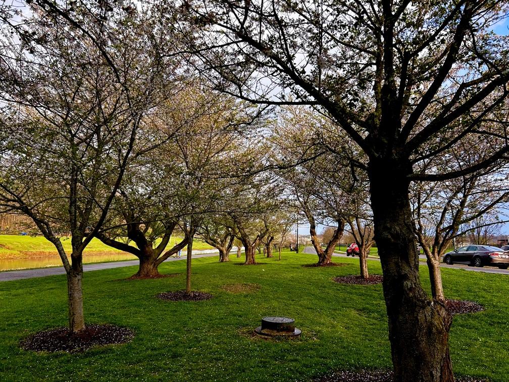 Grove after the rain