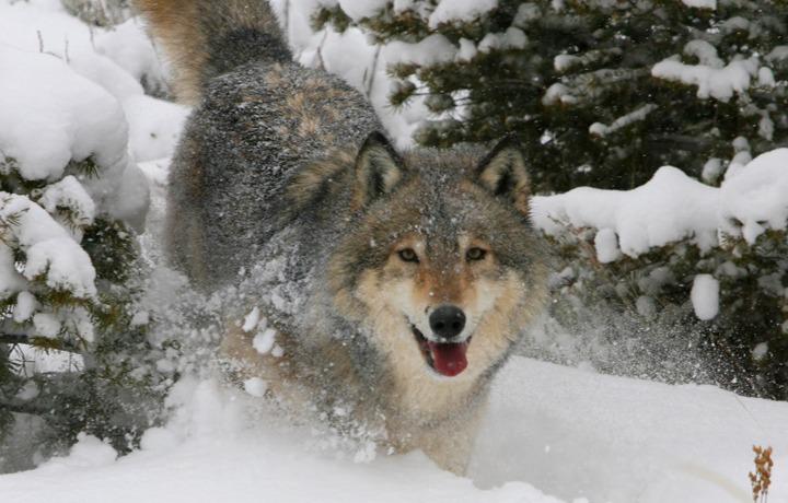 A wolf in the snow with trees surrounding.