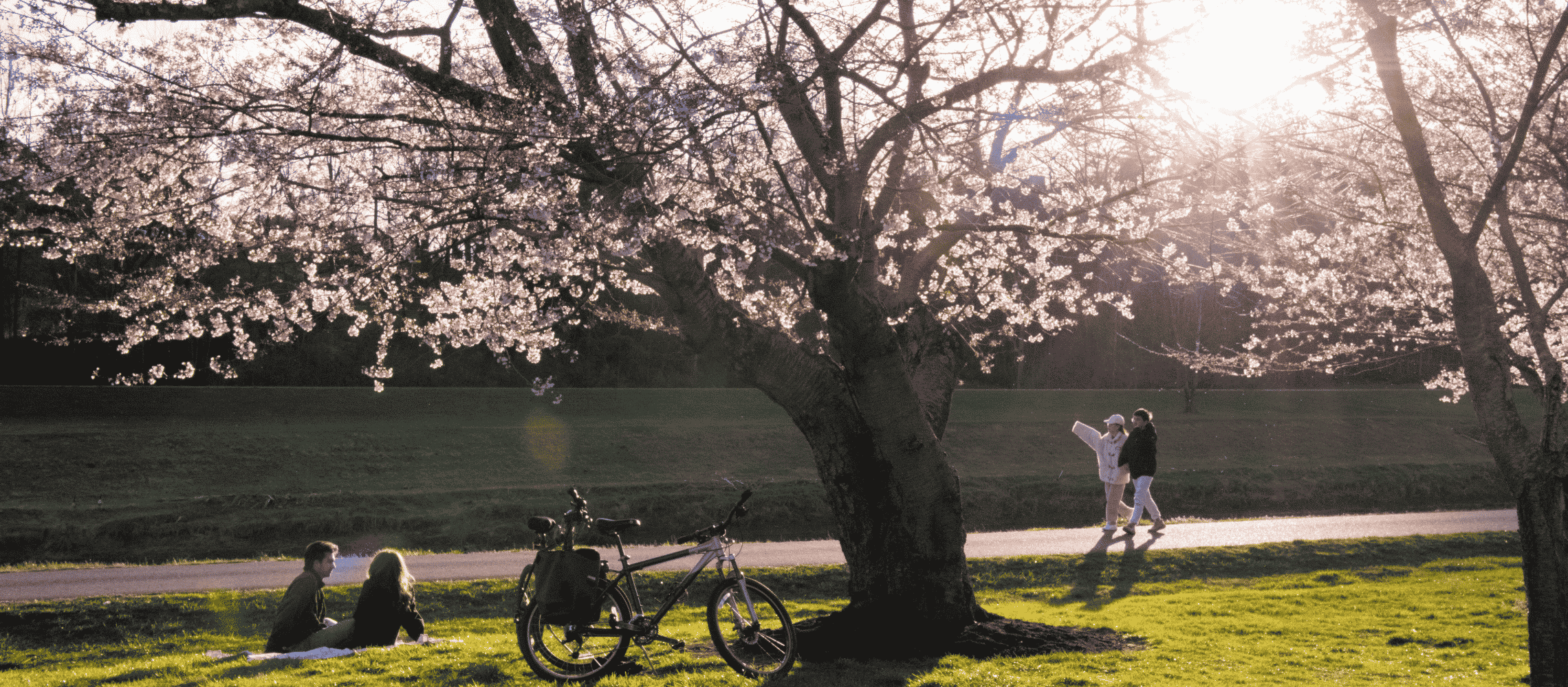 Cherry Blossoms along Athena Bike Path